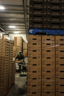 Perched atop CHEP pallets, Piccioni Mushroom Farm utilizes corrugated cartons manufactured by Rock-Tenn to ship its product to a fast-growing customers base.