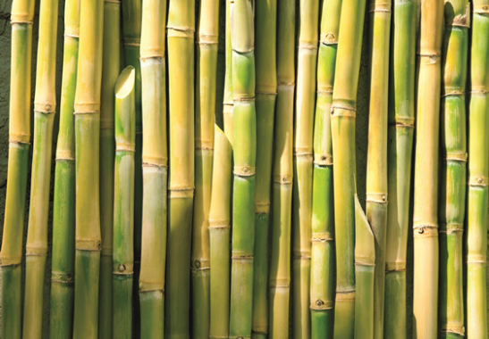 Sugar Cane (source UNICA Brasil) is being used by Tetra Pak in all of its manufactured packaging in Brazil.