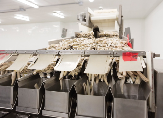 Manufactured by Key Technology, the fully-automatic, stainless-steel multihead weighscales dispense the processed smelt into precise one-pound portions that are fed in continuous sequence down to the Acceleron vertical from/fill/seal bagging machine below.