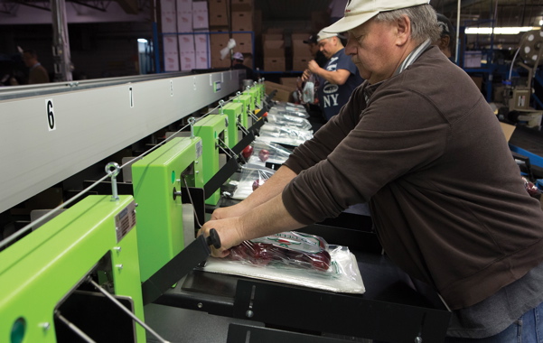 After the pre-determined numbers of apples are automatically deposited in plastic bags, workers at the Binkley Apples production facility in Thornbury quickly apply a tie closure to each bag and place into corrugated cases.
